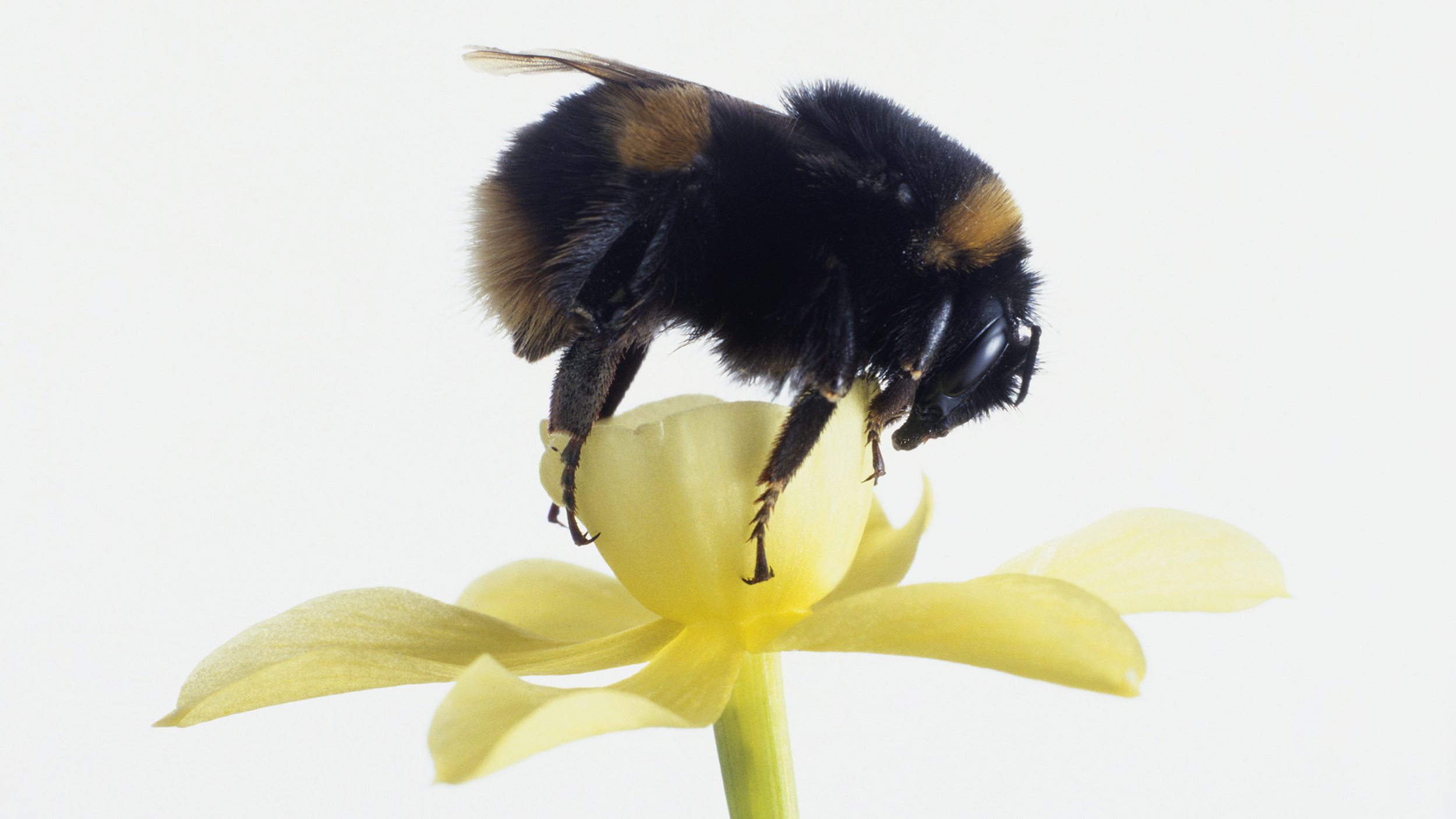 Bumblebee feeding on pollen from a yellow flower