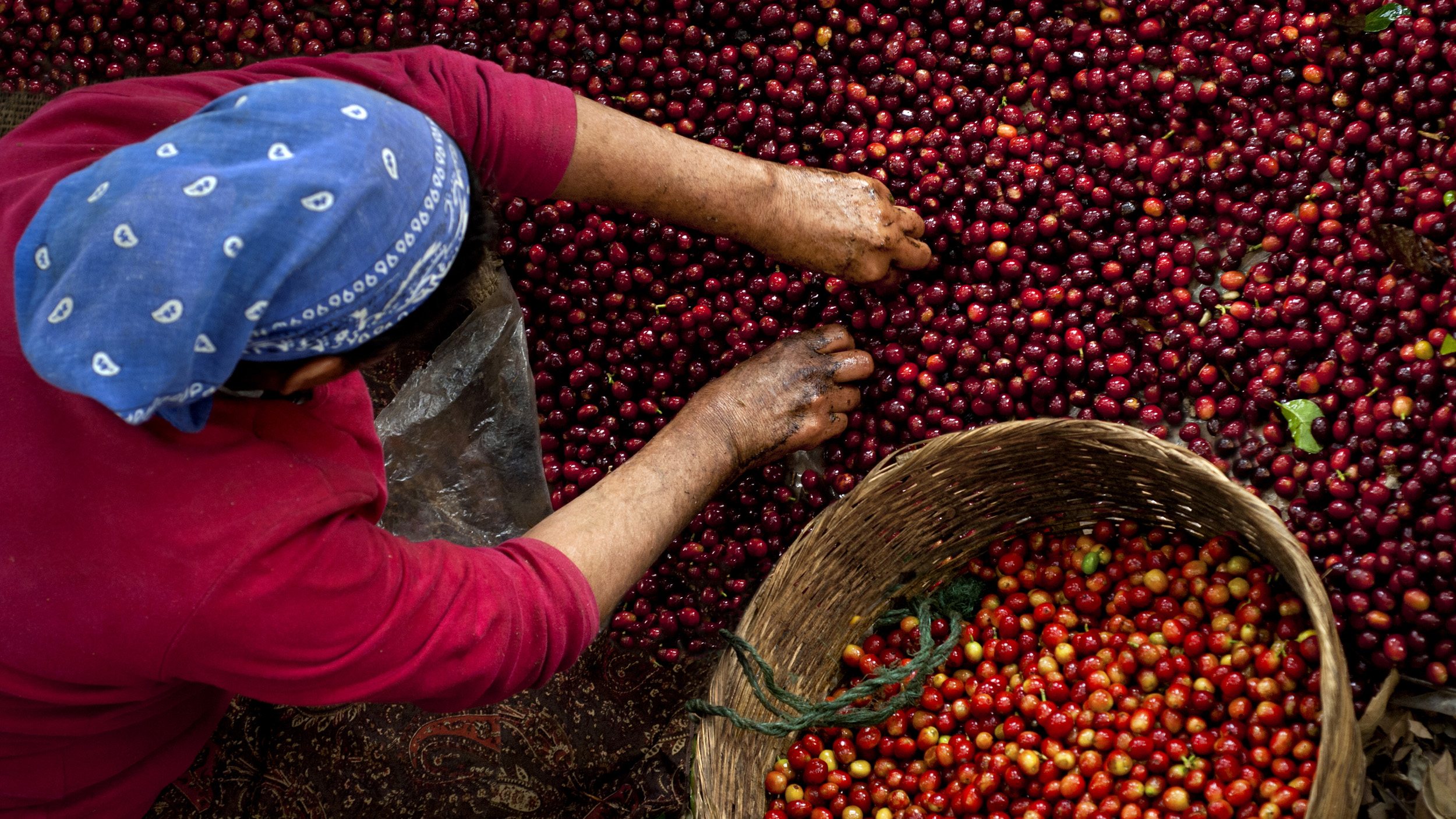 A coffee picker in El Salvador.