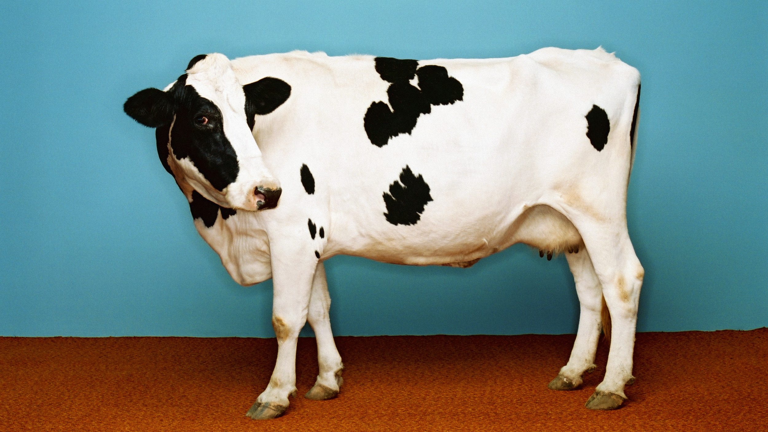 Milked Like A Cow