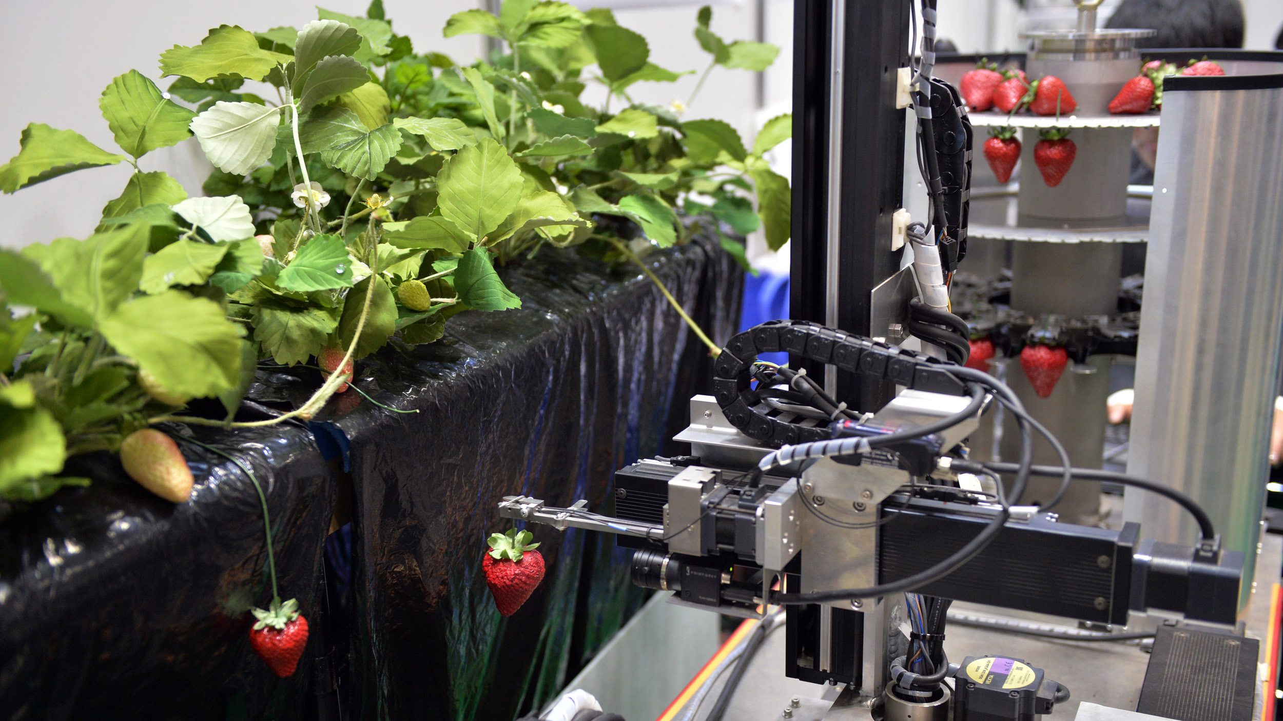 A robot picks a ripe strawberry.