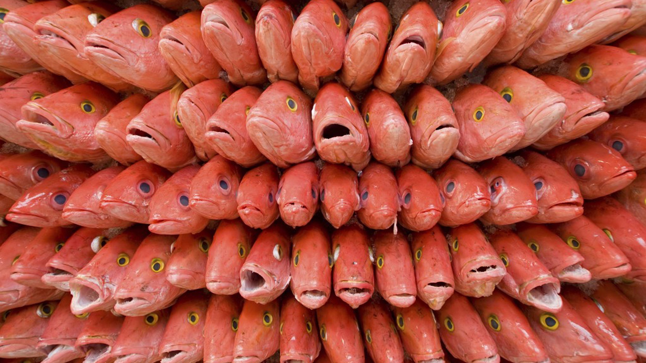A bunch of frozen red snapper fish with their mouths open