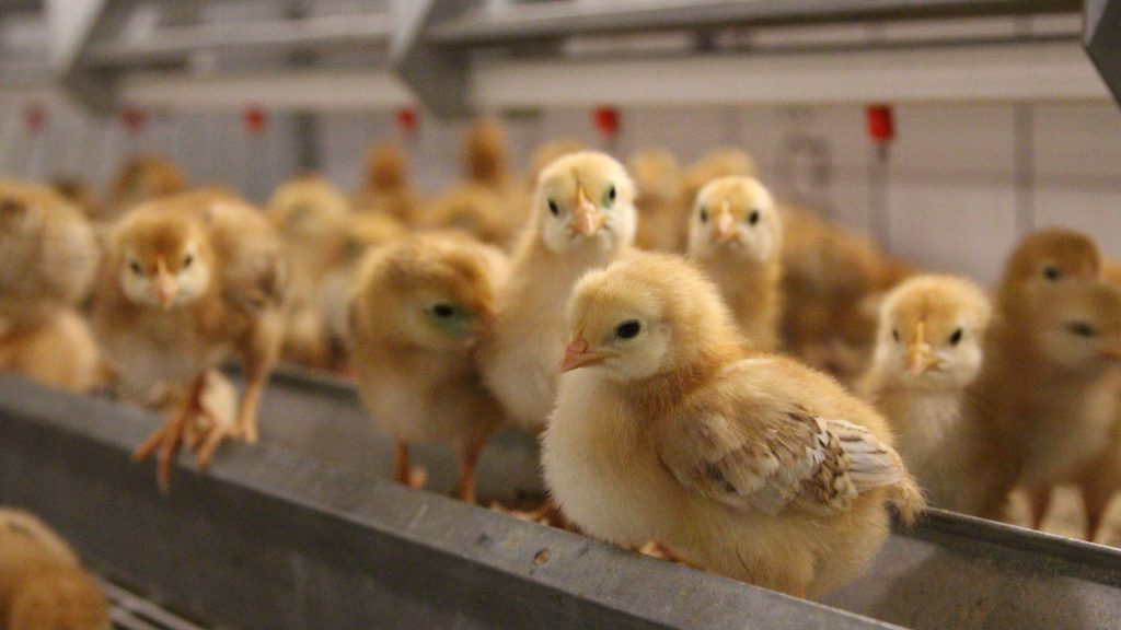 Chicks