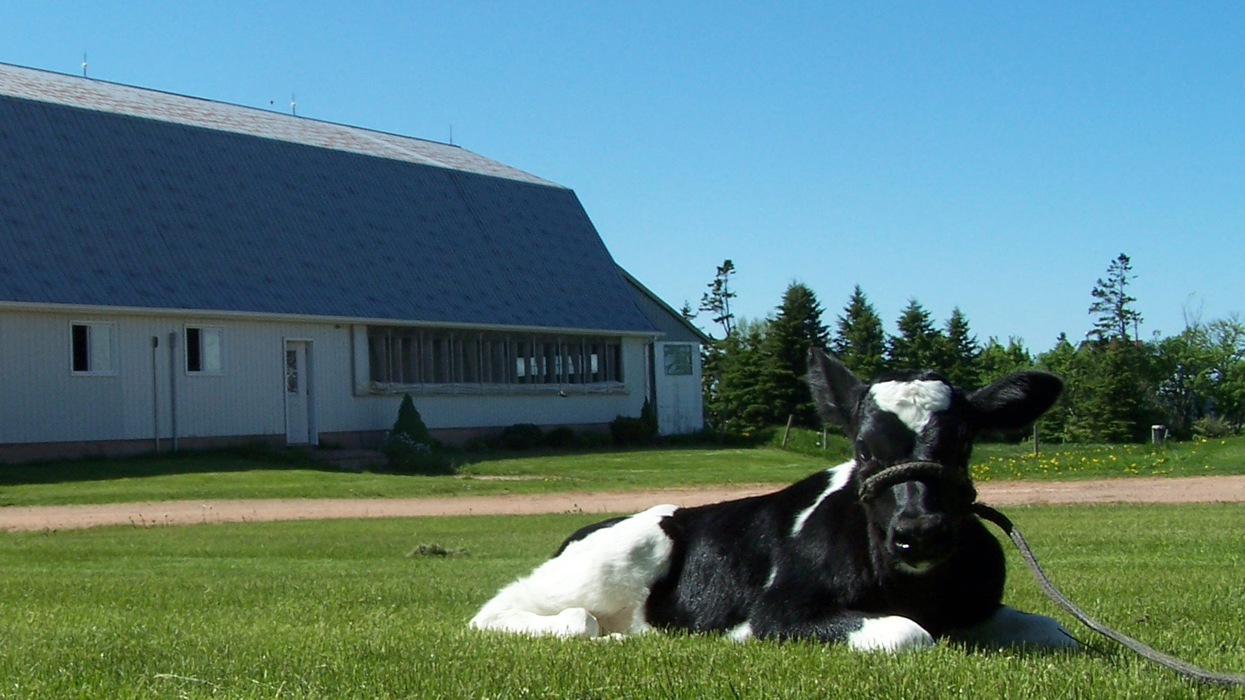 Dairy cow rests ih the grass infront of a barn