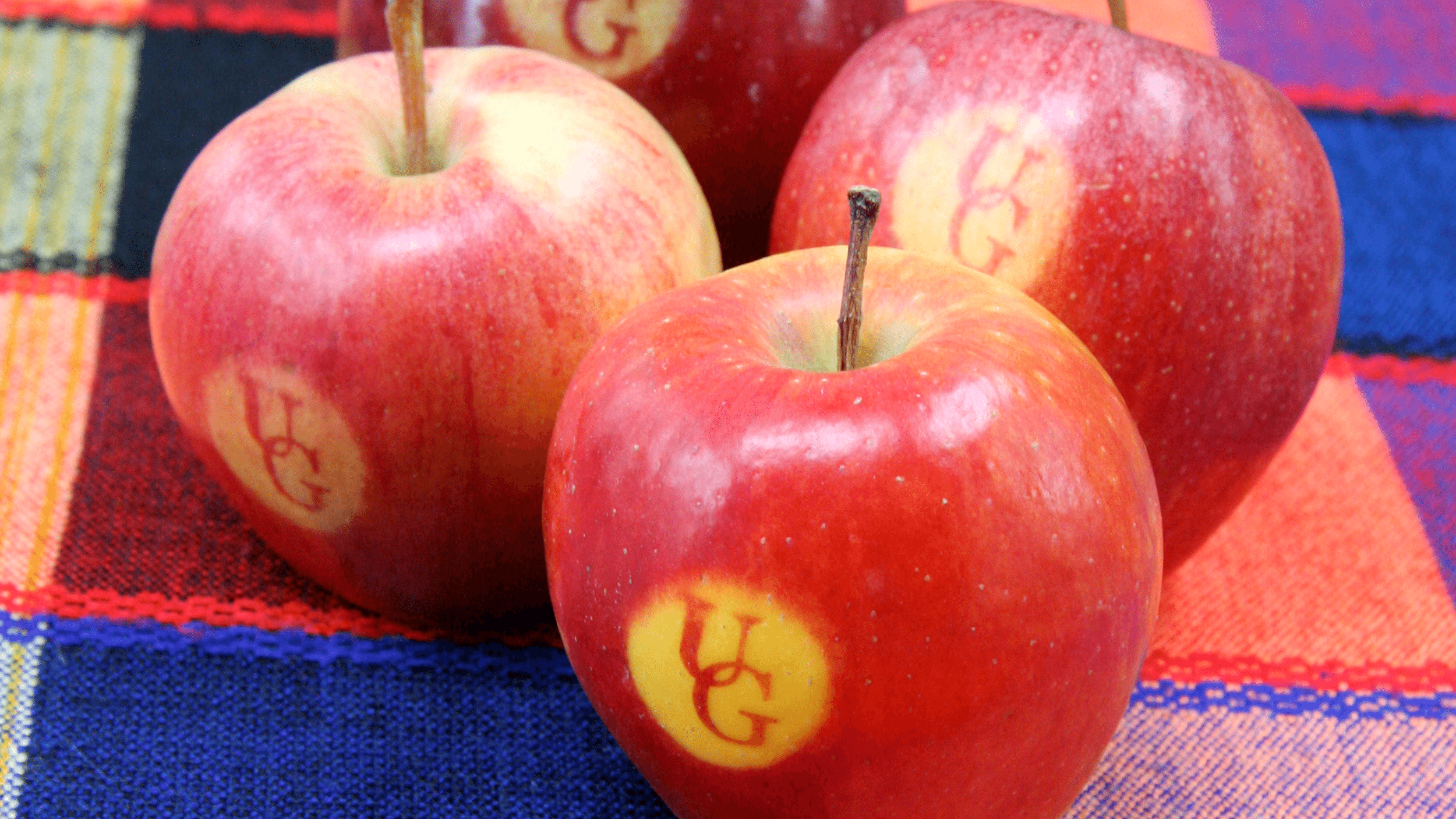 Apples with UG imprinted on the side, on a colourful blanket