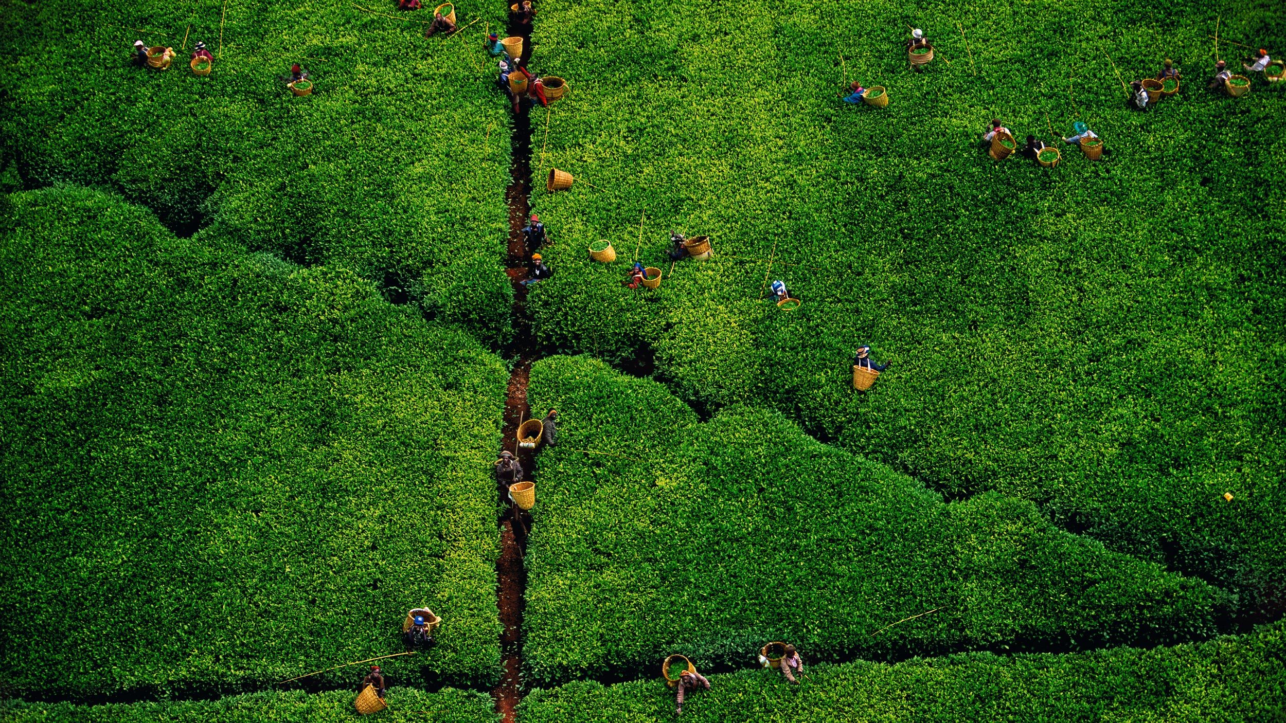 Tea picking, Kericho region, Kenya