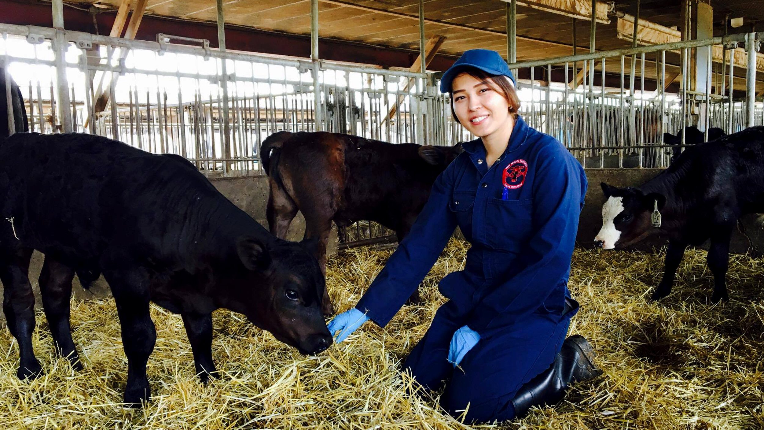 Nasrin, Arrell Food Institute Scholarship winner, sits with a beef calf