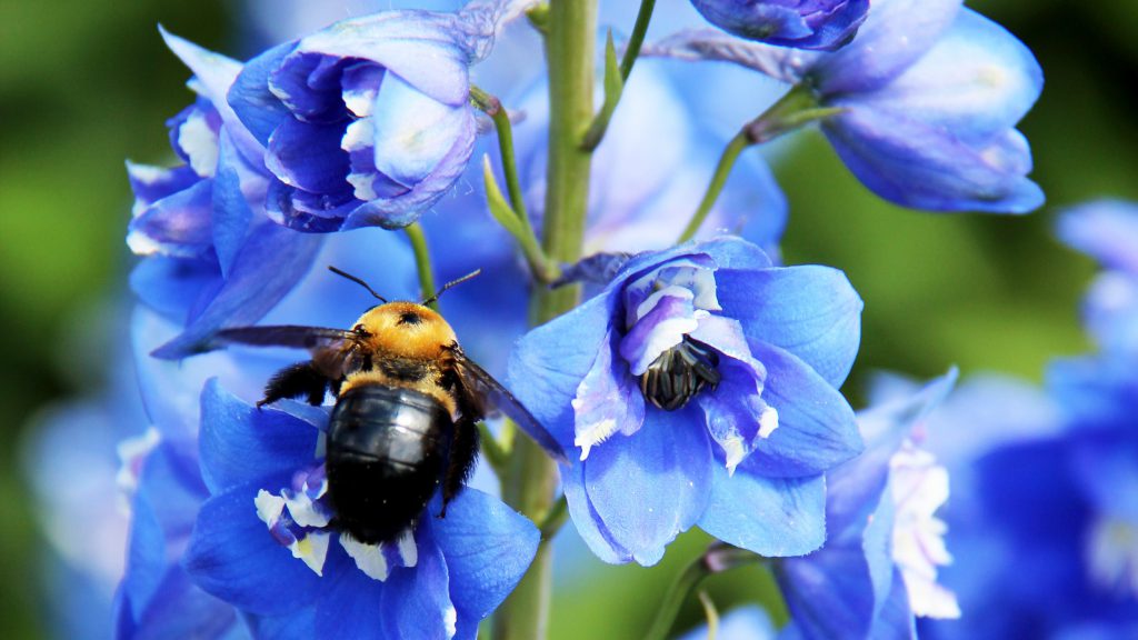 A bee on a blue flower