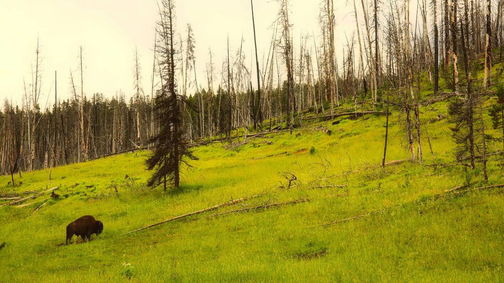 A bison stands on a slope