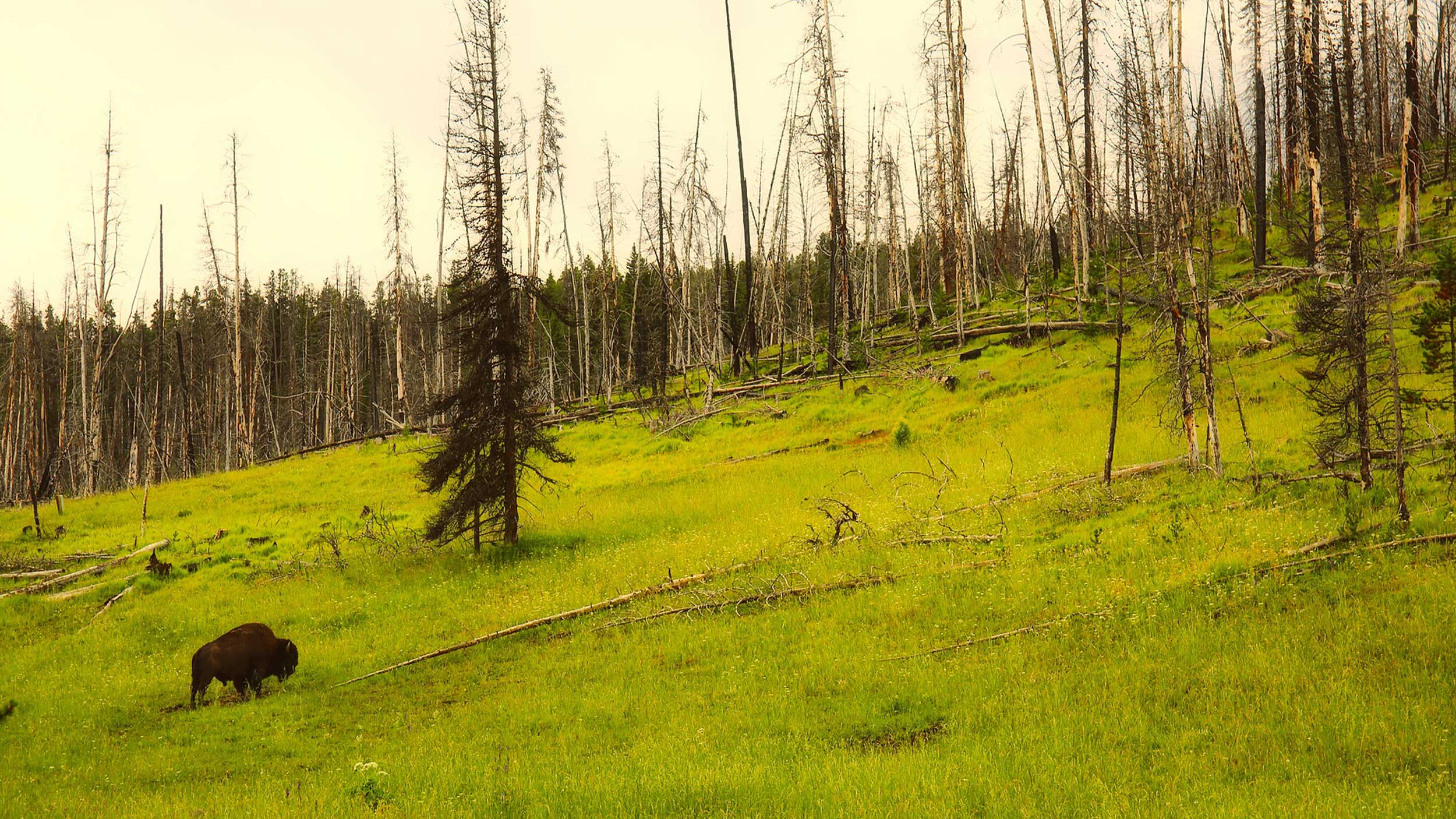 A bison stands on a slope