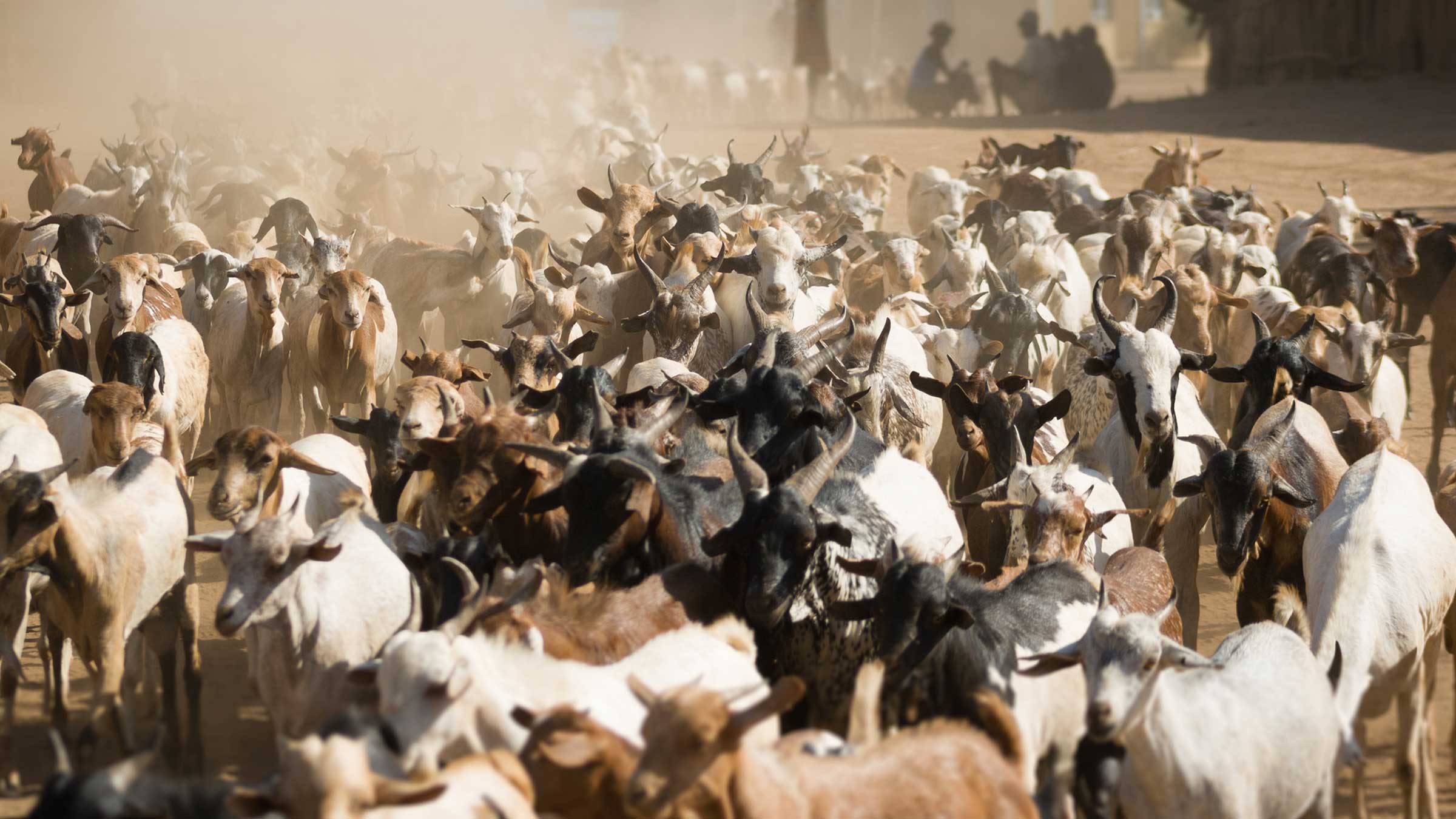 A heard of goats, maybe with disease, walk a dusty path