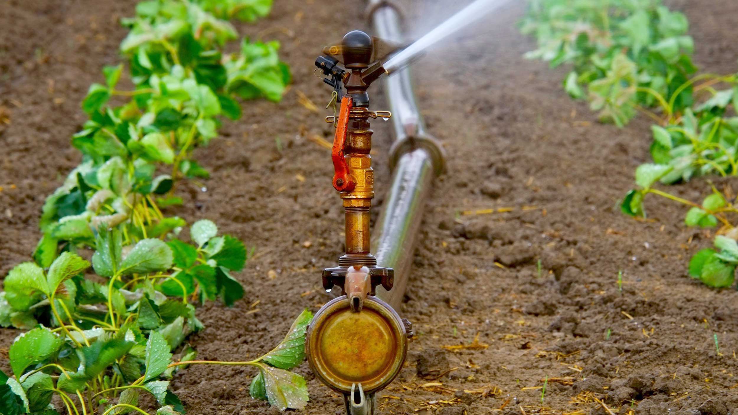 Strawberries being irrigated with water