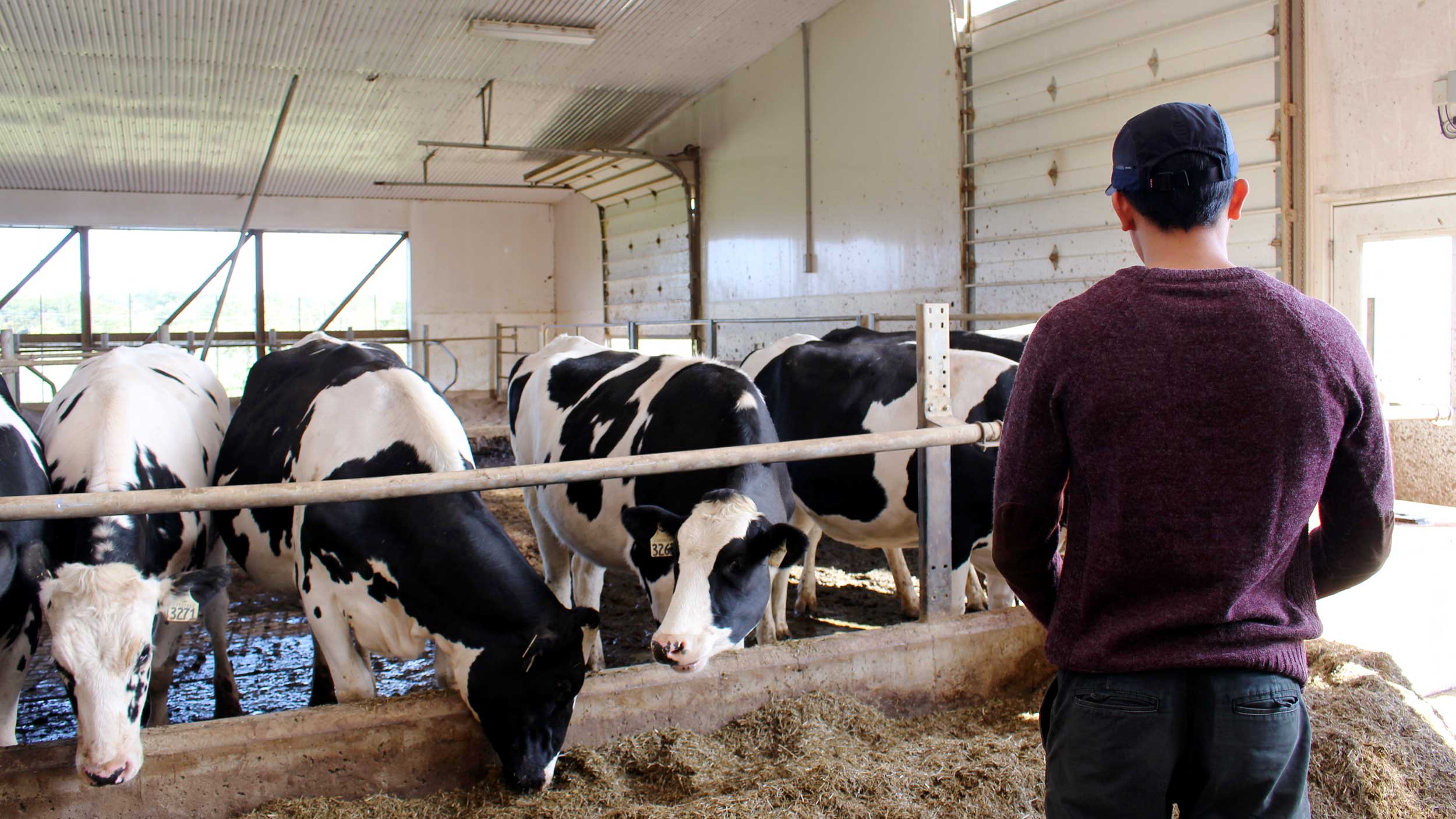 Steven looks at cows in a barn