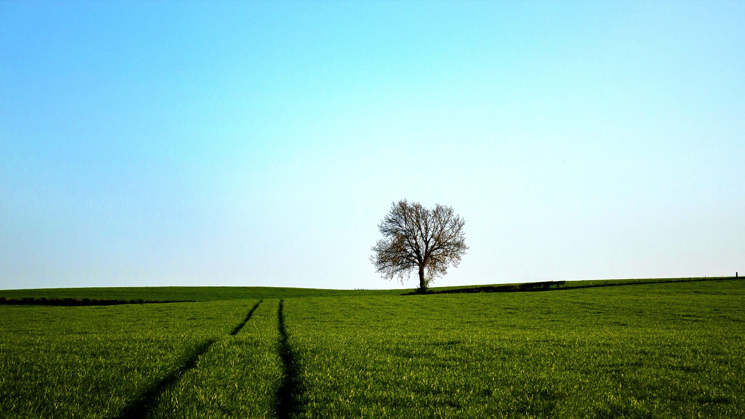 A lone tree stands at the fence row of a field