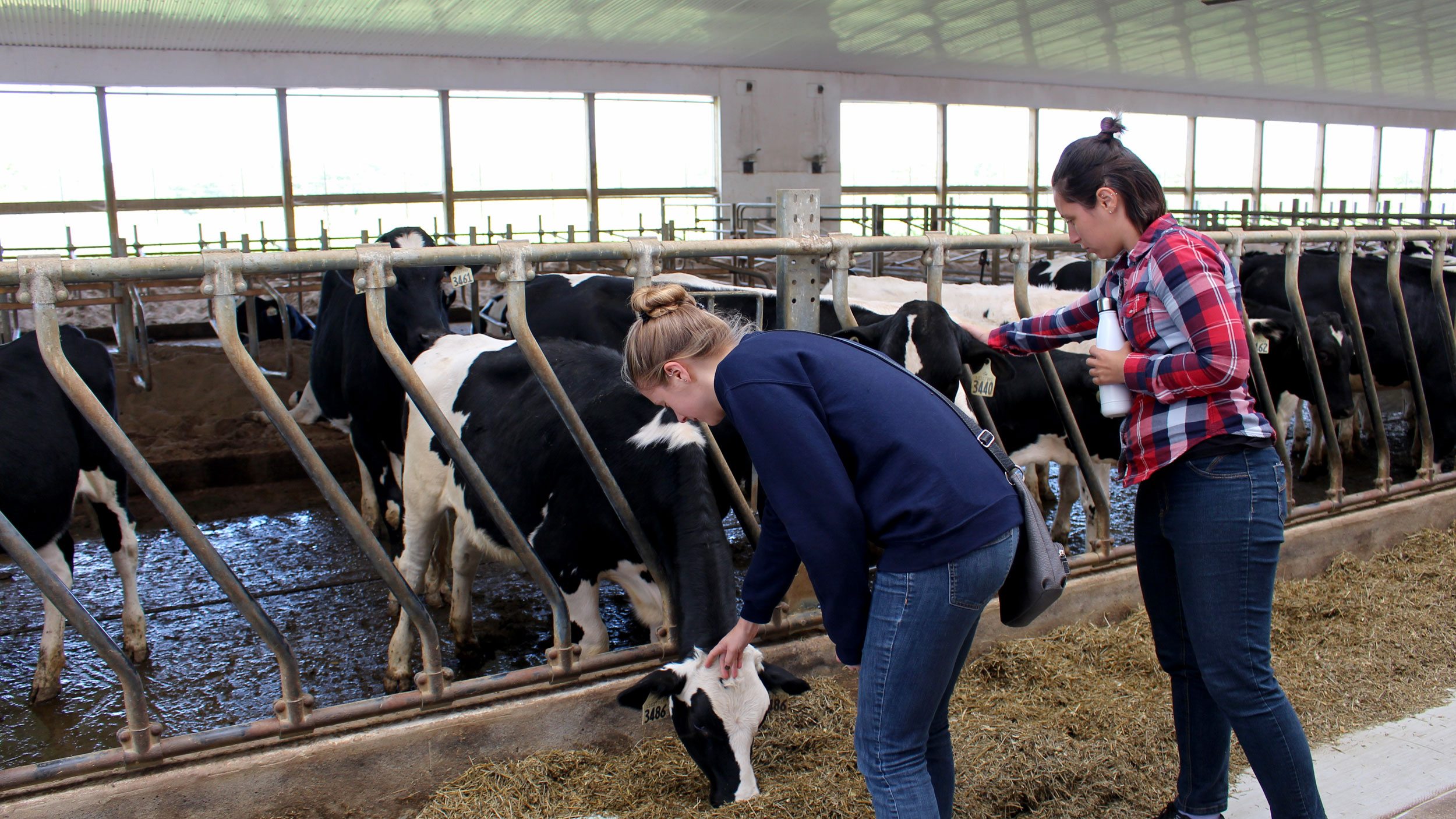 Two students pet cows in their pens