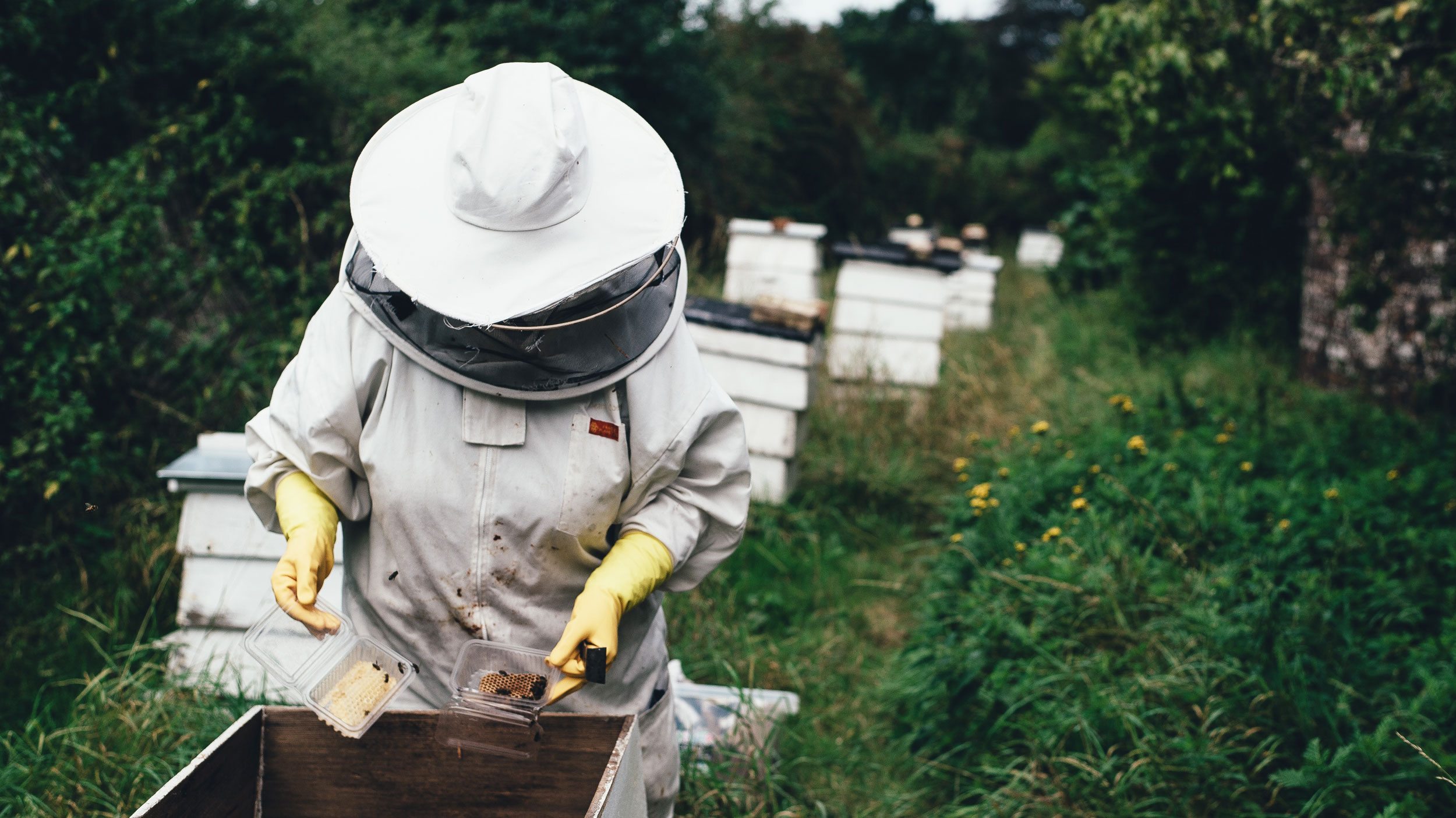 A beekeeper examines a hive box