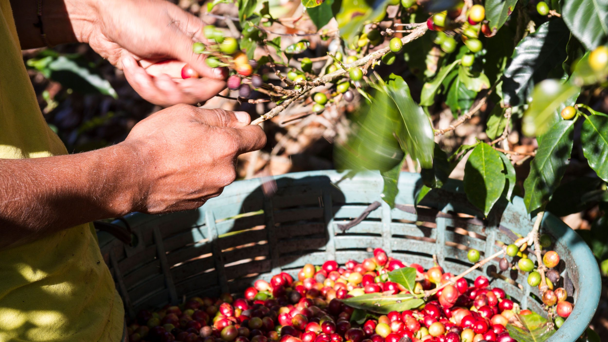 Hands of a man picking coffee