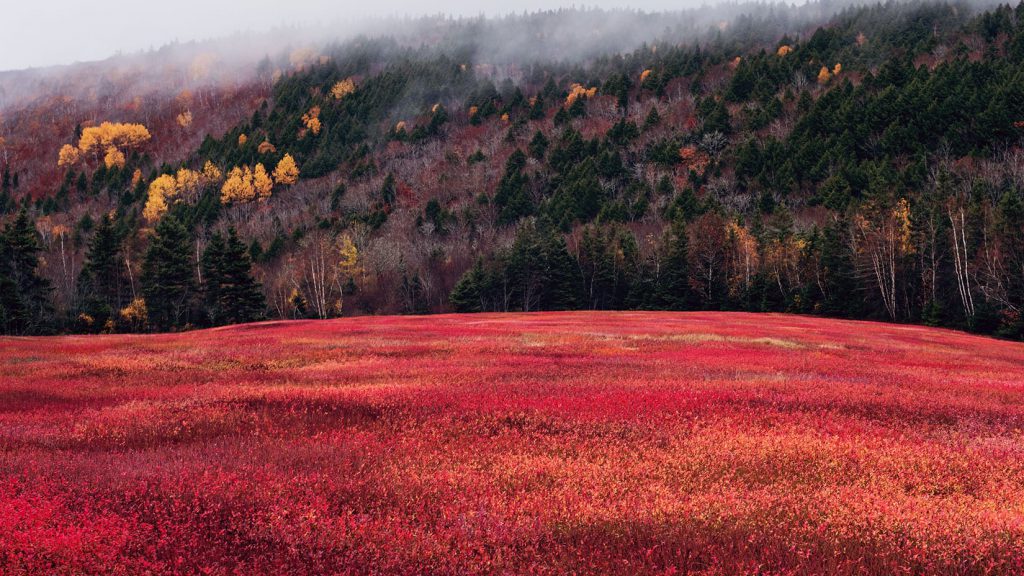 A field of red-leaf blueberries in fall