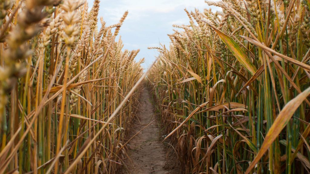 Row in a wheat field