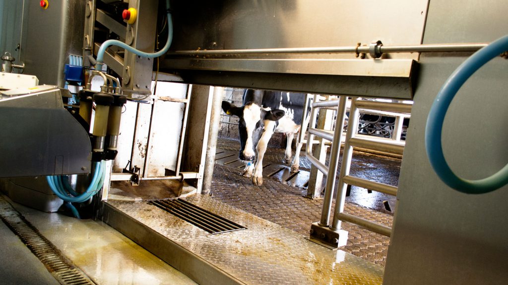 A dairy cow approaches a robotic milker