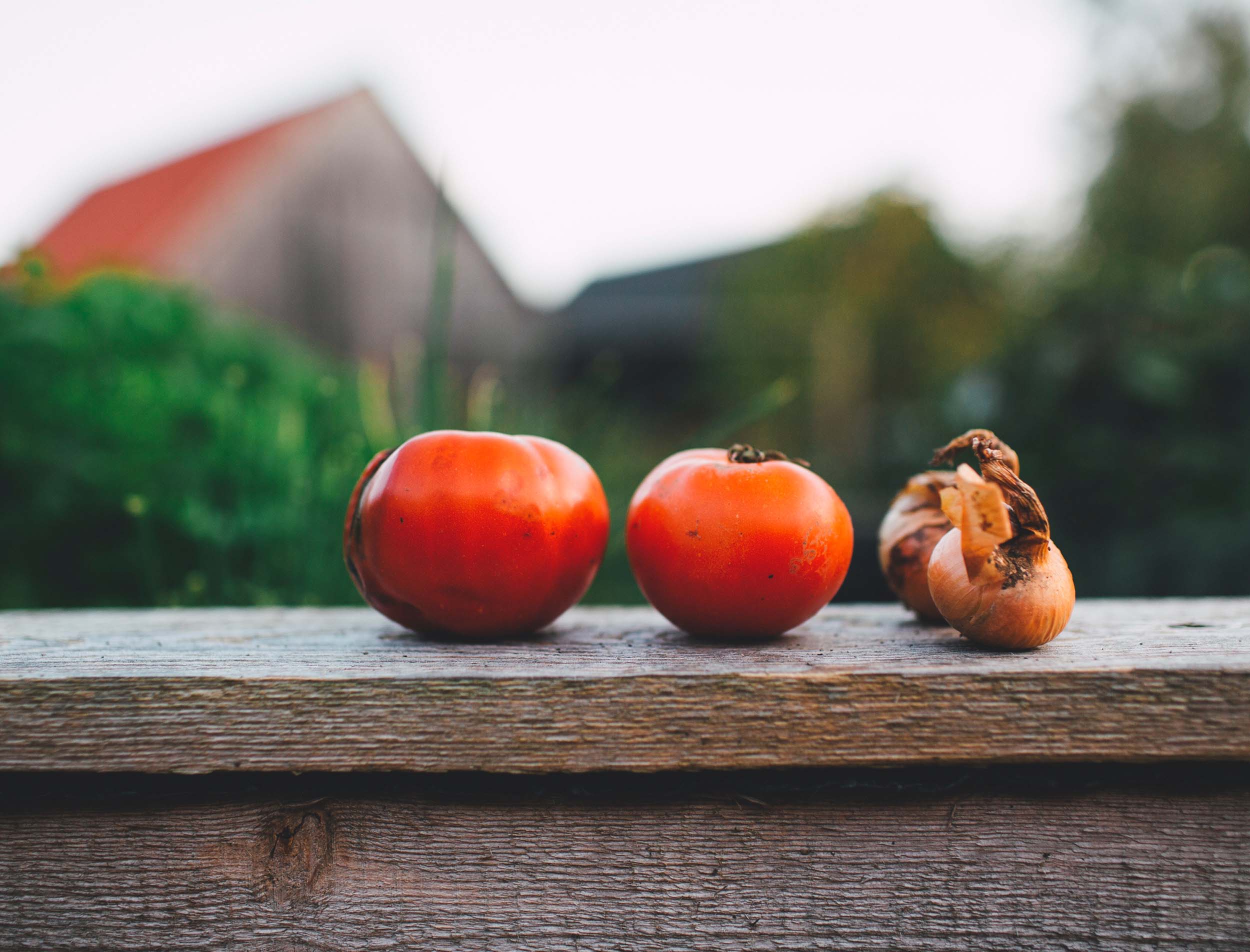 Two tomatoes and two bulbs of garlic sit on a wooden fence in a pastoral scene