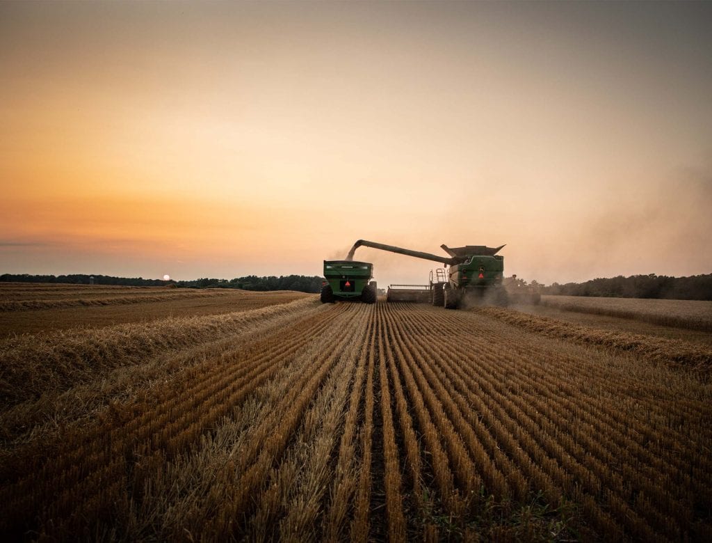 A combine unloads wheat into a truck at twilight