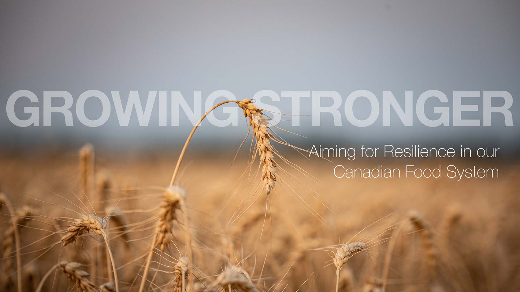 Wheat field with text reading "Growing Stronger; Aiming for Resilience in our Canadian Food System"