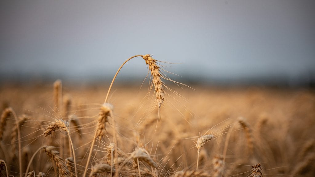 A single wheat sheaf is in focus over a field of wheat, representing Canada's agri-food disruption.
