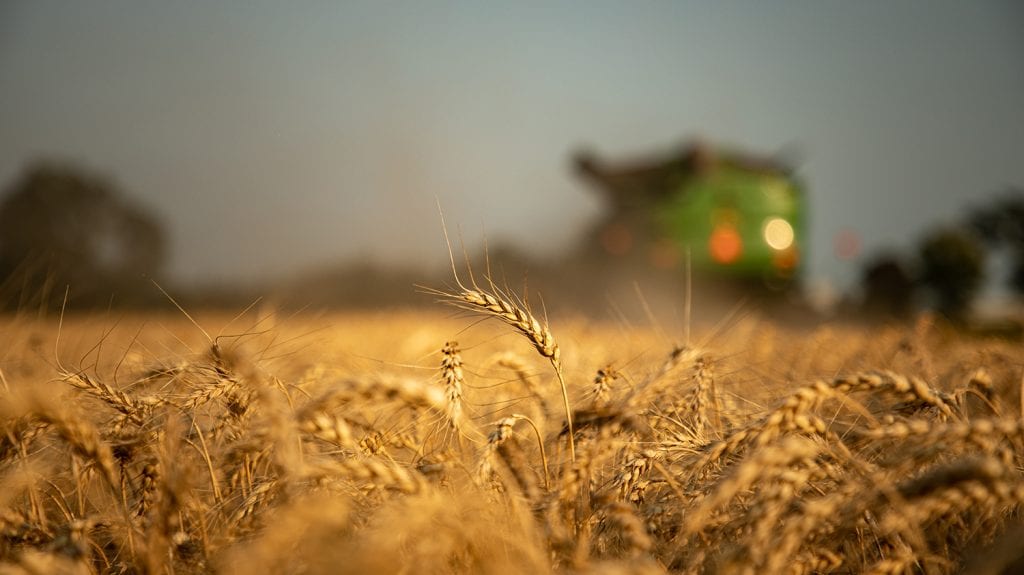 combining wheat