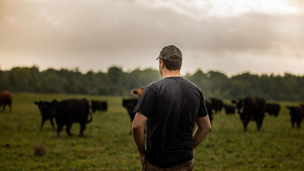 A man stands in a pasture while it rains looking at beef cattle.