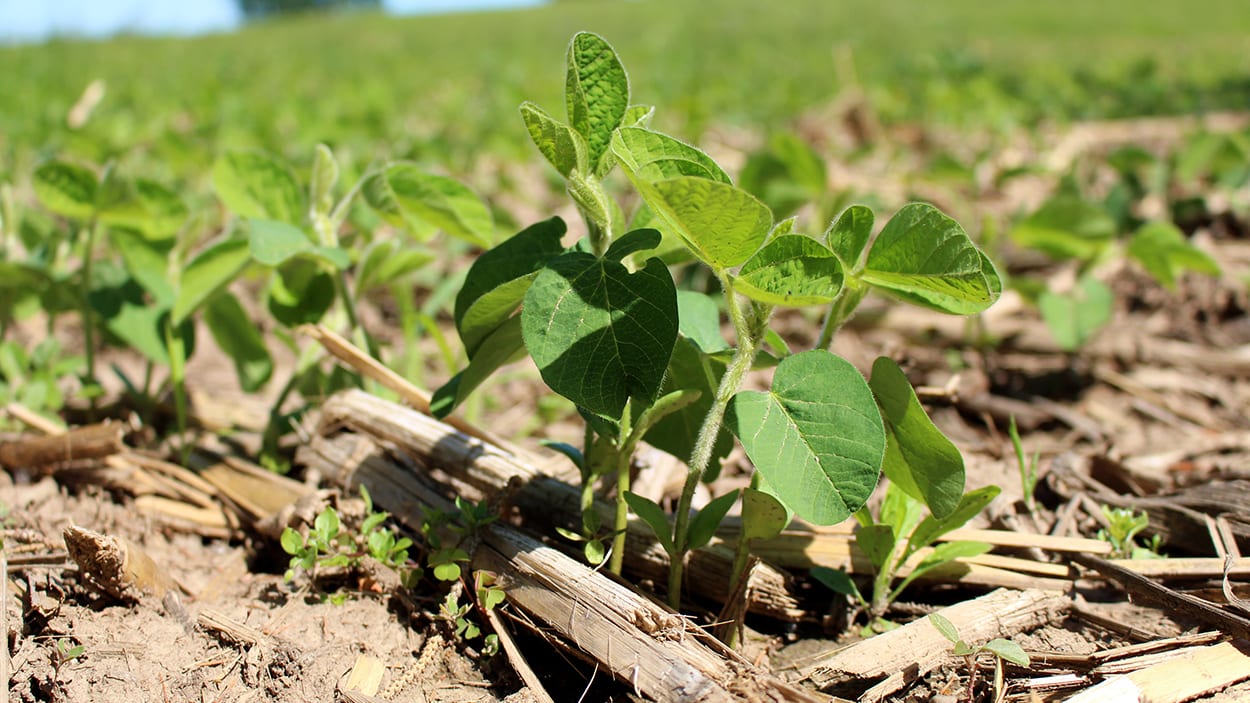 Soybean grows in a field