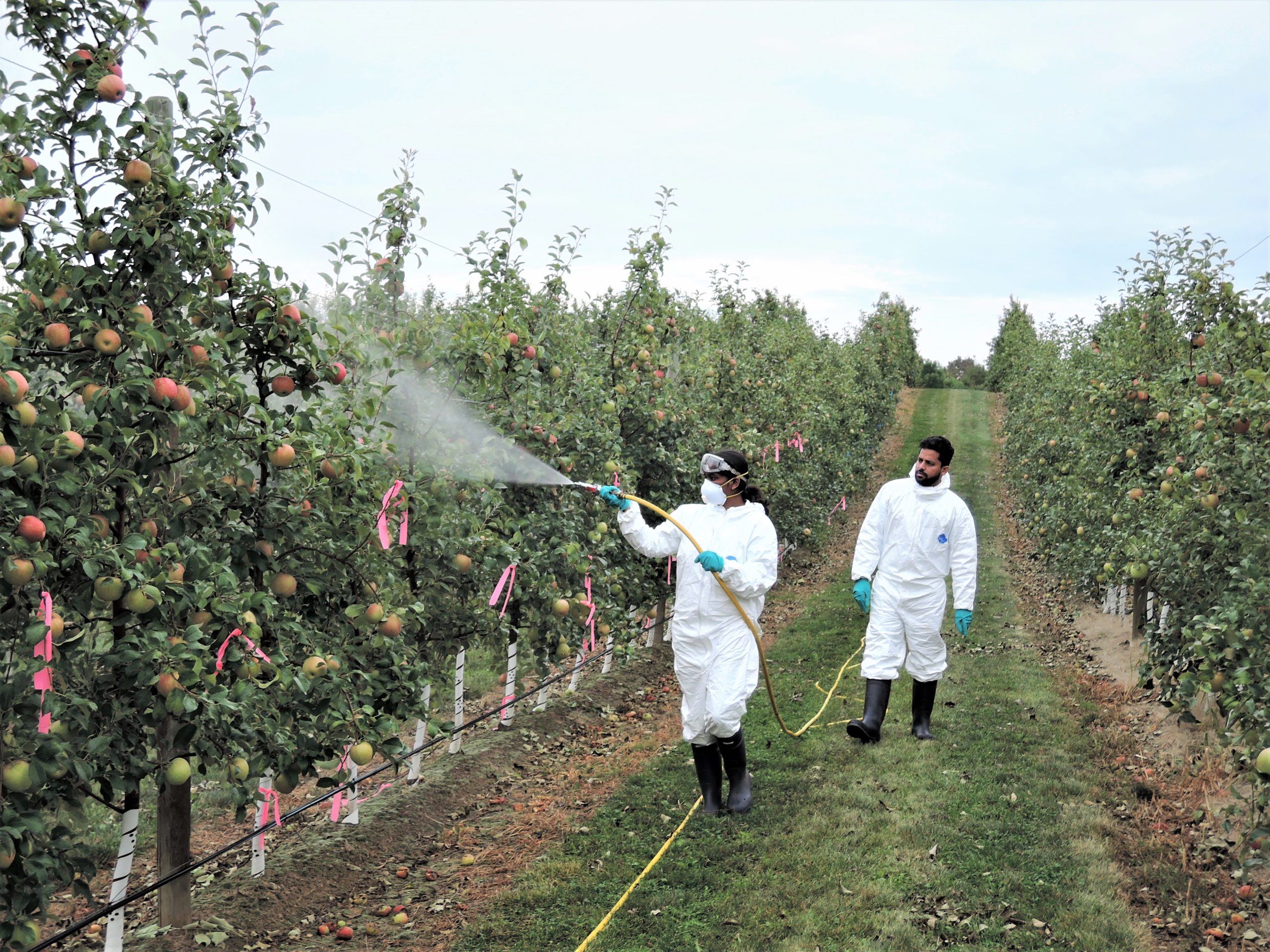 Karthika and assistant spray hexanal in an apple orchard.
