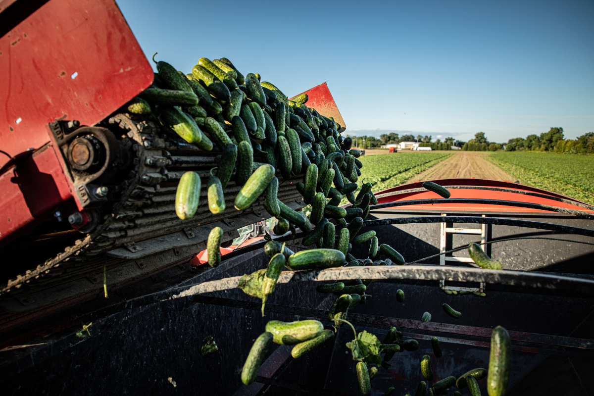 Innovation the key behind transitioning to sustainable and climate resilient agri-food systems