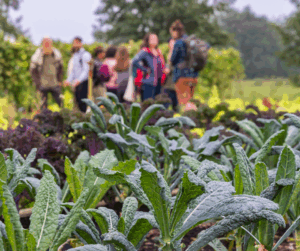 Focused plants in soil with blurred students socializing in the background.
